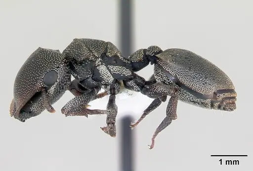 Cephalotes depressus specimen CASENT0173672 image casent0173672_3