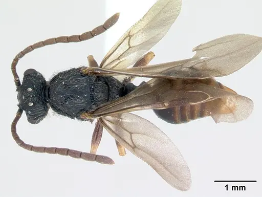 Cephalotes depressus specimen CASENT0173673 image casent0173673_1