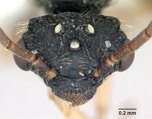 Cephalotes depressus specimen CASENT0173673 image casent0173673_2