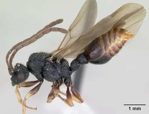 Cephalotes depressus specimen CASENT0173673 image casent0173673_3