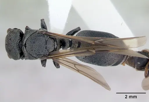 Cephalotes depressus specimen CASENT0173674 image casent0173674_1