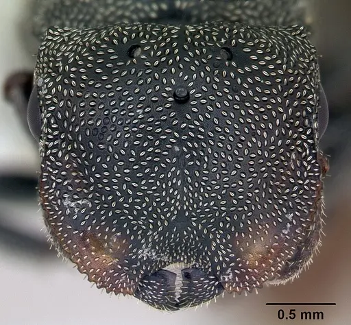 Cephalotes depressus specimen CASENT0173674 image casent0173674_2
