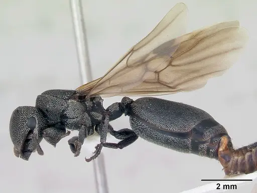 Cephalotes depressus specimen CASENT0173674 image casent0173674_3
