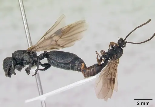 Cephalotes depressus specimen CASENT0173674 image casent0173674_4