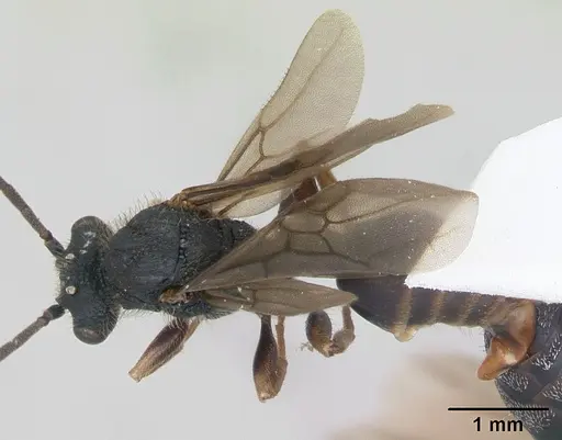 Cephalotes depressus specimen CASENT0173675 image casent0173675_1