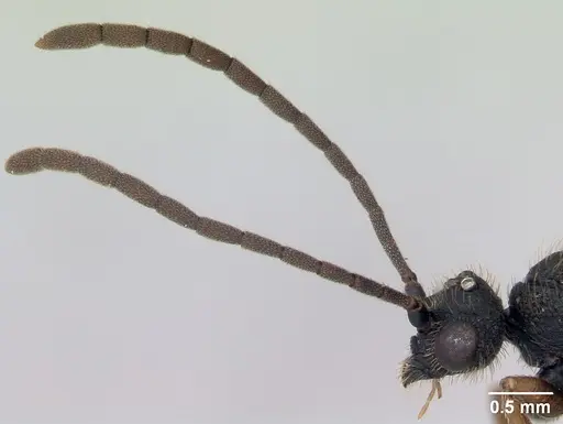 Cephalotes depressus specimen CASENT0173675 image casent0173675_3