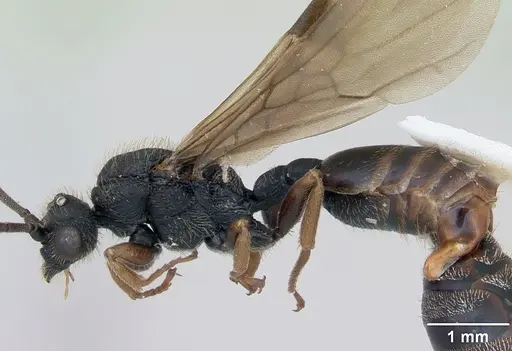 Cephalotes depressus specimen CASENT0173675 image casent0173675_4