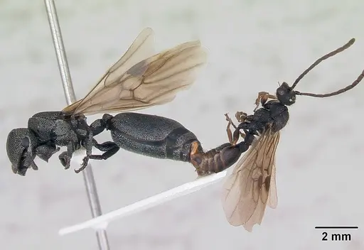 Cephalotes depressus specimen CASENT0173675 image casent0173675_5