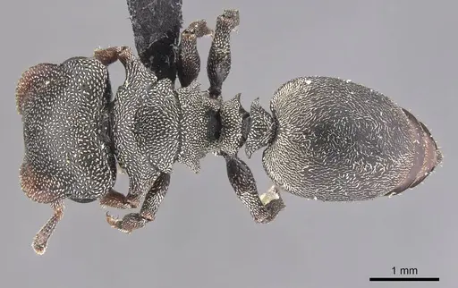 Cephalotes depressus specimen CASENT0909272 image casent0909272_1