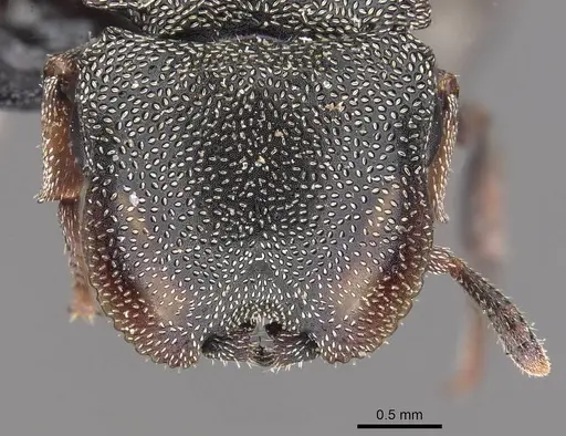Cephalotes depressus specimen CASENT0909272 image casent0909272_2