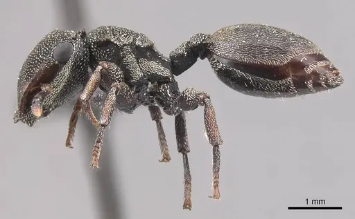 Cephalotes depressus specimen CASENT0909272 image casent0909272_3