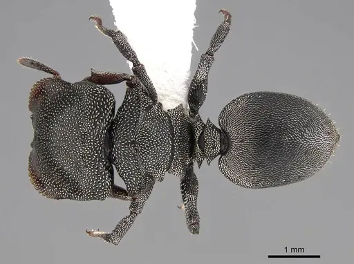 Cephalotes depressus specimen CASENT0922600 image casent0922600_1