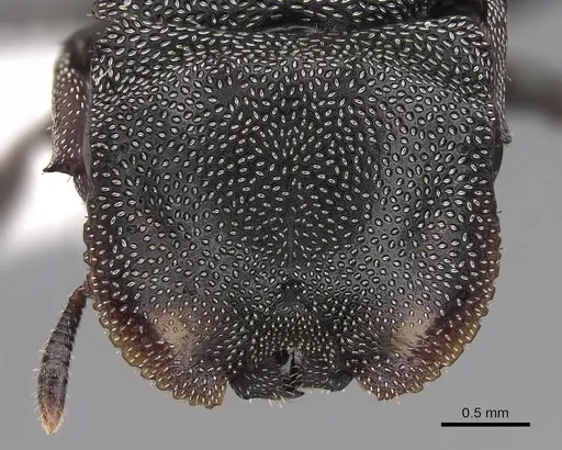 Cephalotes depressus specimen CASENT0922600 image casent0922600_2