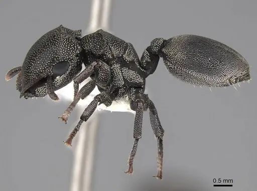Cephalotes depressus specimen CASENT0922600 image casent0922600_3