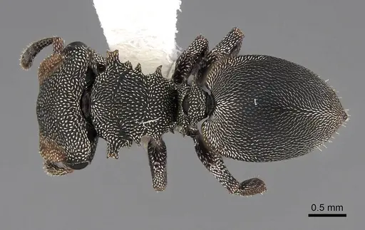 Cephalotes depressus specimen CASENT0922601 image casent0922601_1