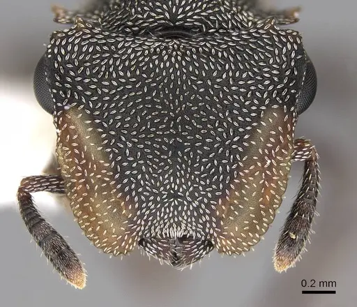 Cephalotes depressus specimen CASENT0922601 image casent0922601_2