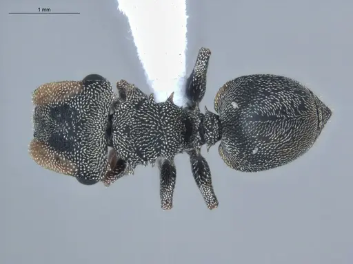 Cephalotes depressus specimen ECOFOG-BUG-1283-05 image ecofog-bug-1283-05_1