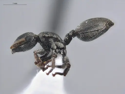 Cephalotes depressus specimen ECOFOG-BUG-1283-05 image ecofog-bug-1283-05_3