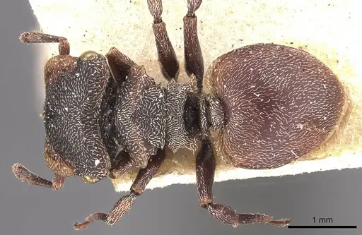 Cephalotes duckei specimen CASENT0909262 image casent0909262_1