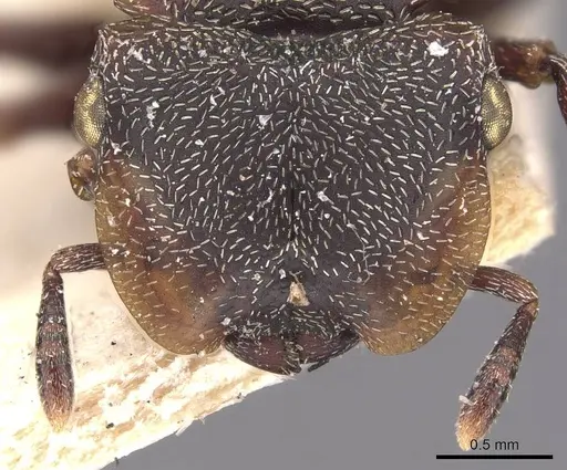 Cephalotes duckei specimen CASENT0909262 image casent0909262_2