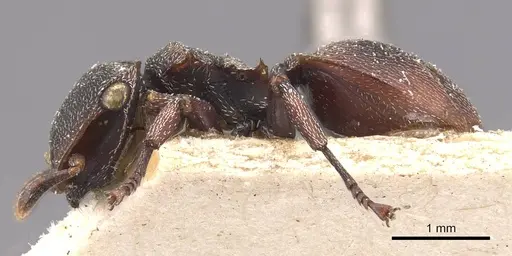 Cephalotes duckei specimen CASENT0909262 image casent0909262_3