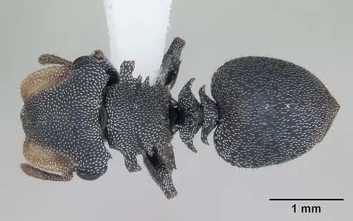 Cephalotes eduarduli specimen CASENT0173676 image casent0173676_1
