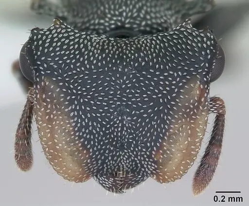 Cephalotes eduarduli specimen CASENT0173676 image casent0173676_2