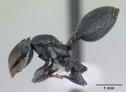 Cephalotes eduarduli specimen CASENT0173676 image casent0173676_3