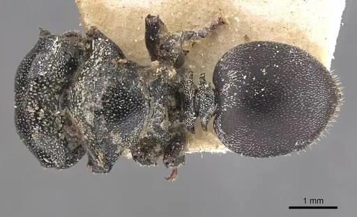 Cephalotes eduarduli specimen CASENT0909273 image casent0909273_1