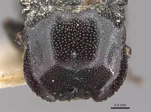 Cephalotes eduarduli specimen CASENT0909273 image casent0909273_2