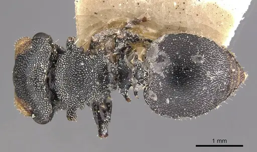 Cephalotes eduarduli specimen CASENT0909274 image casent0909274_1