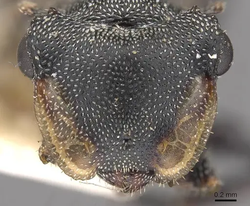 Cephalotes eduarduli specimen CASENT0909274 image casent0909274_2