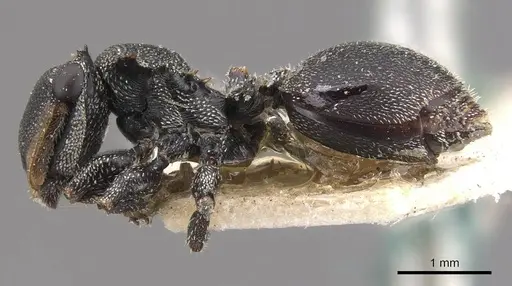 Cephalotes eduarduli specimen CASENT0909274 image casent0909274_3