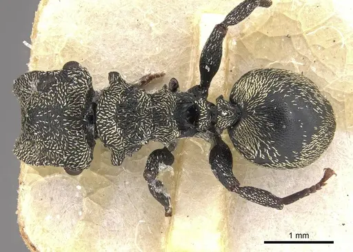 Cephalotes emeryi specimen CASENT0909275 image casent0909275_1