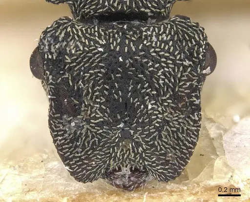 Cephalotes emeryi specimen CASENT0909275 image casent0909275_2