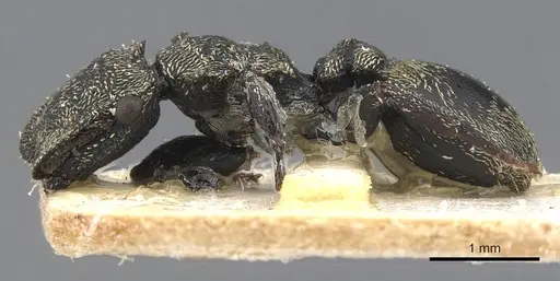 Cephalotes emeryi specimen CASENT0909275 image casent0909275_3