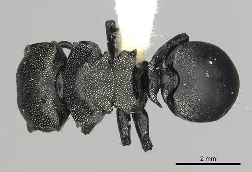Cephalotes femoralis specimen CASENT0627942 image casent0627942_1