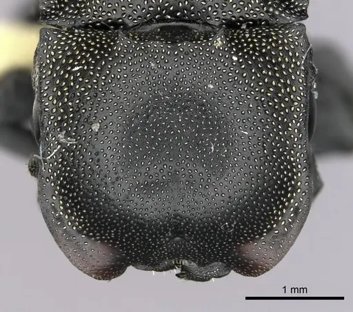 Cephalotes femoralis specimen CASENT0627942 image casent0627942_2