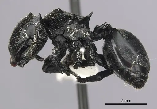 Cephalotes femoralis specimen CASENT0627942 image casent0627942_3