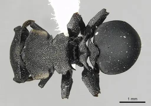 Cephalotes femoralis specimen CASENT0627943 image casent0627943_1