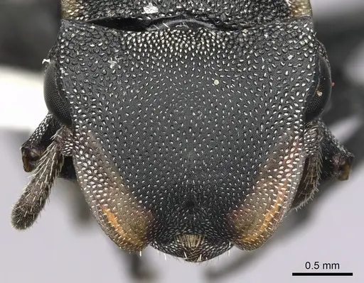 Cephalotes femoralis specimen CASENT0627943 image casent0627943_2