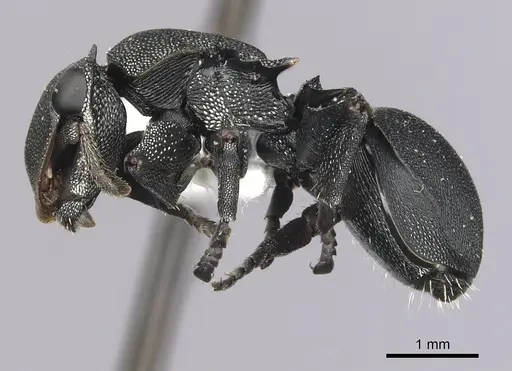 Cephalotes femoralis specimen CASENT0627943 image casent0627943_3