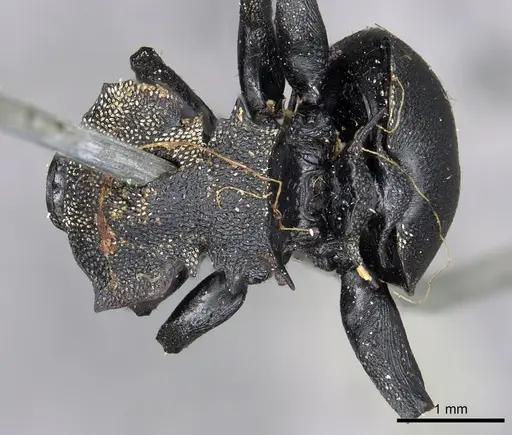 Cephalotes femoralis specimen CASENT0901967 image casent0901967_1