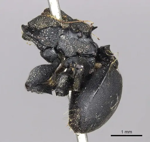 Cephalotes femoralis specimen CASENT0901967 image casent0901967_2