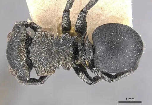 Cephalotes femoralis specimen CASENT0909270 image casent0909270_1