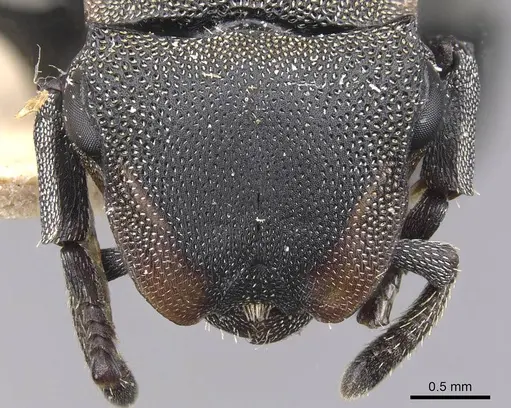 Cephalotes femoralis specimen CASENT0909270 image casent0909270_2
