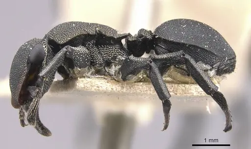 Cephalotes femoralis specimen CASENT0909270 image casent0909270_3