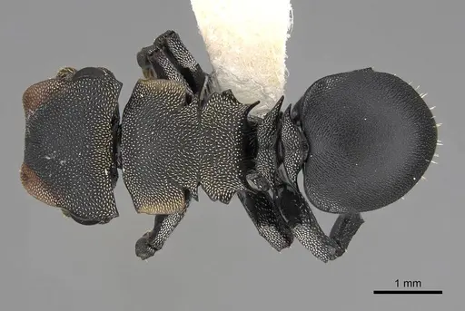 Cephalotes femoralis specimen CASENT0922602 image casent0922602_1
