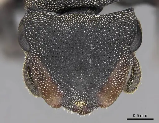 Cephalotes femoralis specimen CASENT0922602 image casent0922602_2