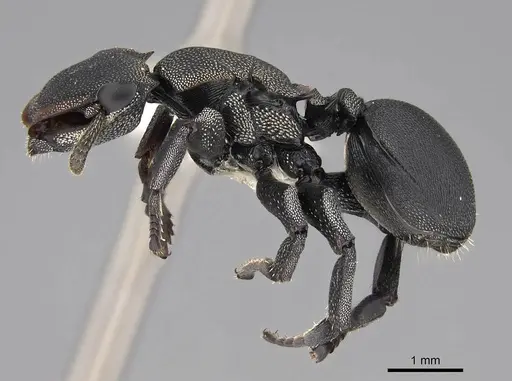 Cephalotes femoralis specimen CASENT0922602 image casent0922602_3
